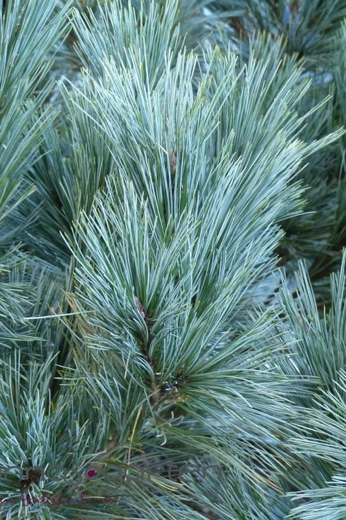 Vanderwolf's Pyramid Limber Pine (Pinus Flexilis) - 1 Gallon Pot - Image 4