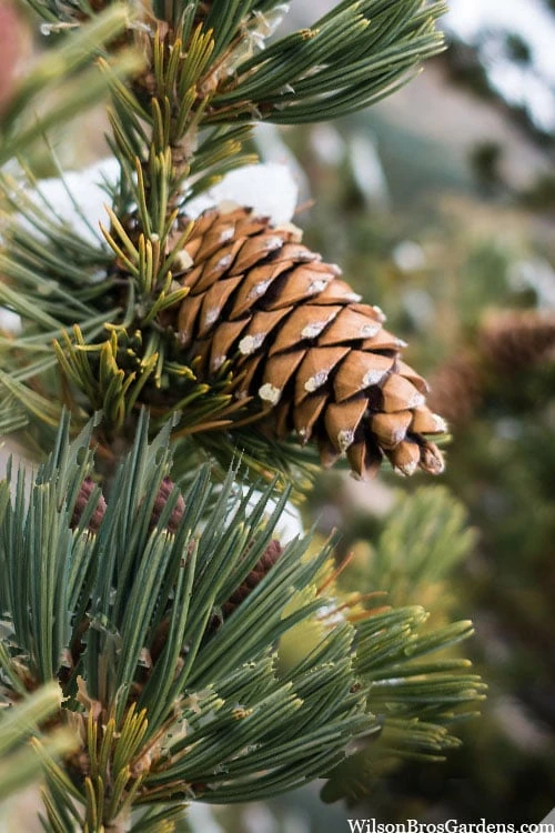 Vanderwolf's Pyramid Limber Pine (Pinus Flexilis) - 1 Gallon Pot - Image 6