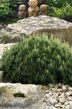 Dwarf Swiss Mountain Pine (Pinus Mugo 'Pumilio') - 2 Gallon Pot