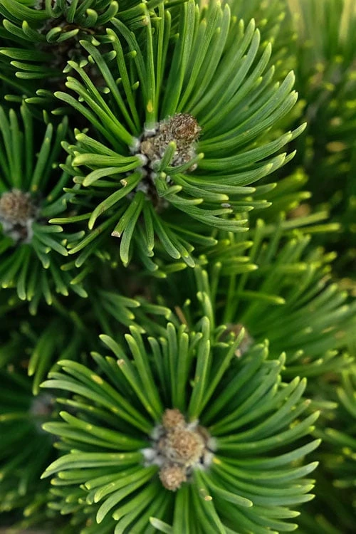 Sherwood Compact Mugo Pine Single Trunk Topiary Tree - 2 Gallon Pot - Image 3