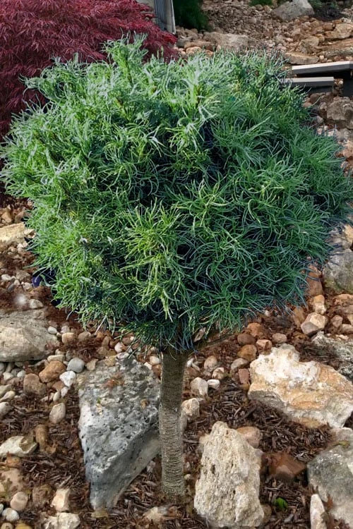 Wiggles Eastern White Pine (Single Trunk Topiary Tree) - 3 Gallon Pot - Image 5