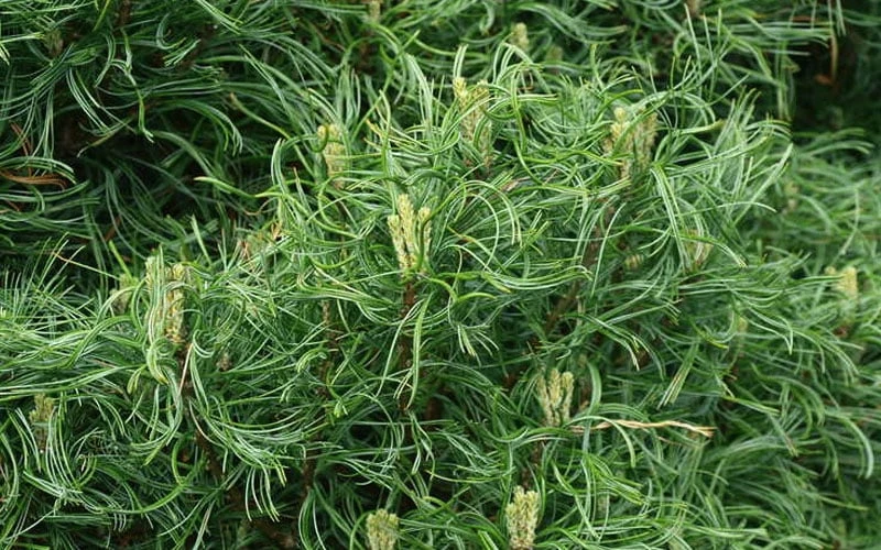 Wiggles Eastern White Pine (Single Trunk Topiary Tree) - 3 Gallon Pot - Image 6