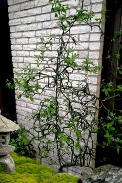 Flying Dragon Hardy Orange Tree - 3 Gallon Pot