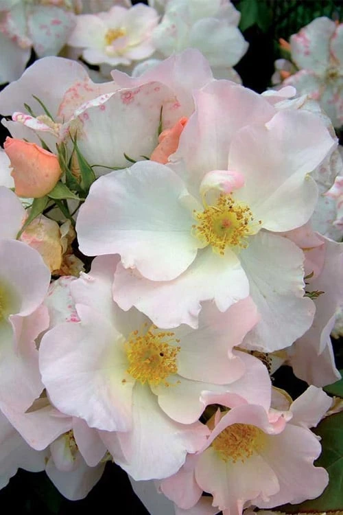 Sally Holmes Climbing Rose - 5 Gallon Pot - Image 4