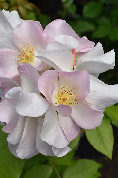 Sally Holmes Climbing Rose - 5 Gallon Pot - Image 5