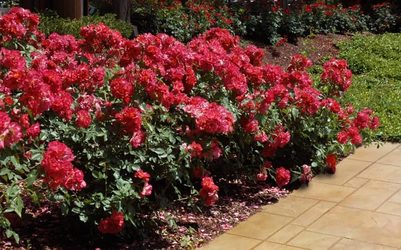 Cinco De Mayo Rose - 3 Gallon Pot - Image 6