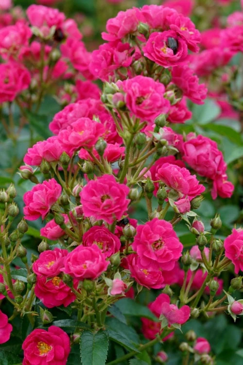 Oso Easy 'Peasy' Rose - 2 Gallon Pot - Image 5