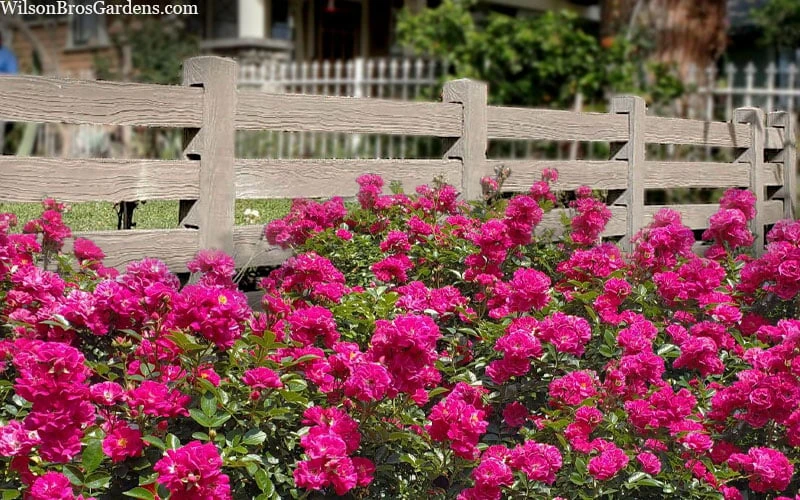 Oso Easy 'Peasy' Rose - 3 Gallon Pot - Image 6