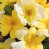 Sunny Yellow Knock Out Rose - 1 Gallon Pot