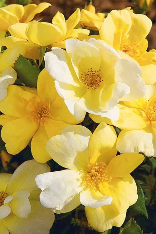 Sunny Yellow Knock Out Rose - 1 Gallon Pot