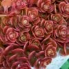 Coral Reef Sedum Tetractinum - 10 Pack Of 4" Pint Pots