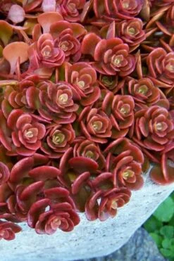 Coral Reef Sedum Tetractinum - 10 Pack Of 4" Pint Pots
