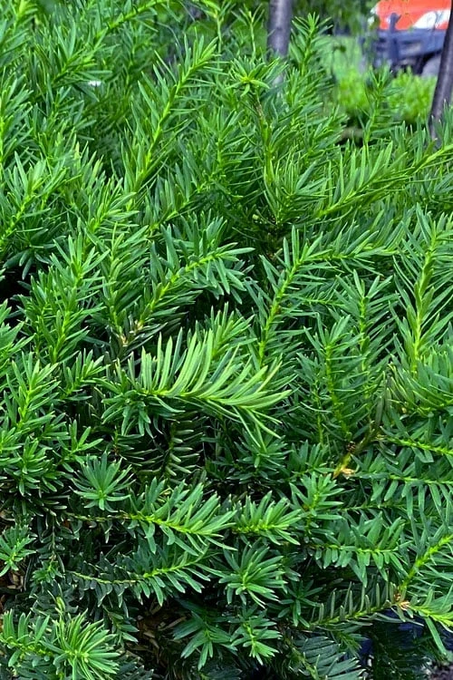 Capitata Upright Yew (Taxus Cuspidata) - 6 Gallon Pot - Image 3
