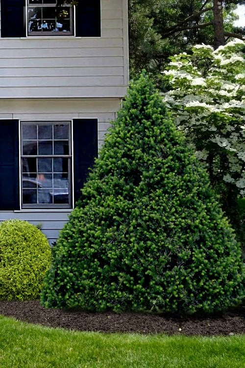 Capitata Upright Yew (Taxus Cuspidata) - 6 Gallon Pot