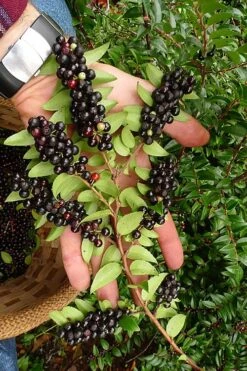 Evergreen Huckleberry (Vaccinium Ovatum) - 1 Gallon Pot
