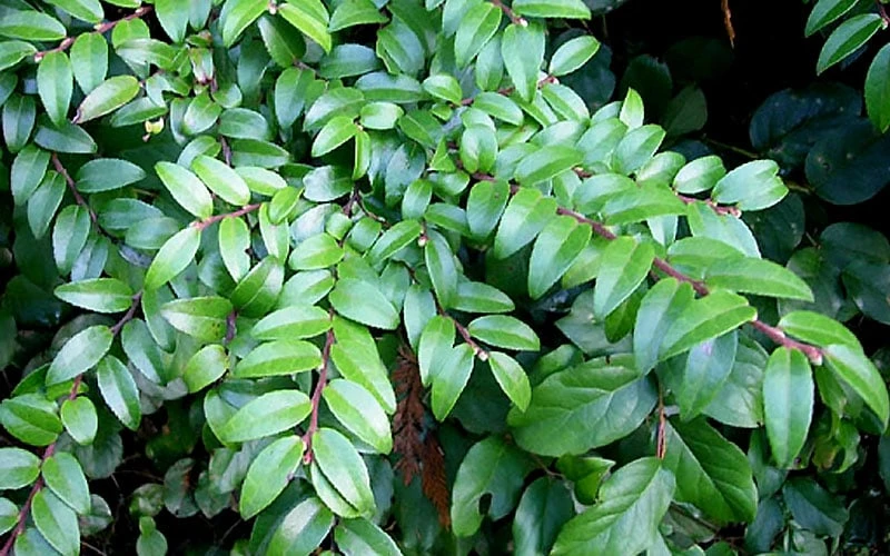 Evergreen Huckleberry (Vaccinium Ovatum) - 1 Gallon Pot - Image 8