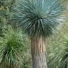 Big Bend Yucca Rostrata - 3 Gallon Pot